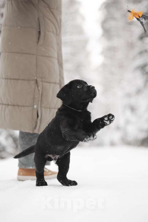 Собаки в Санкт-Петербурге: IRISLAV BLUES Мальчик, 160 000 руб. - фото 7