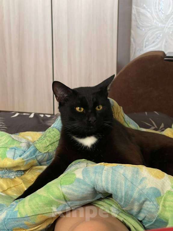 Кошки в Ульяновске: Отдам в добрый руки, двух милых мальчиков) Мальчик, 100 руб. - фото 4