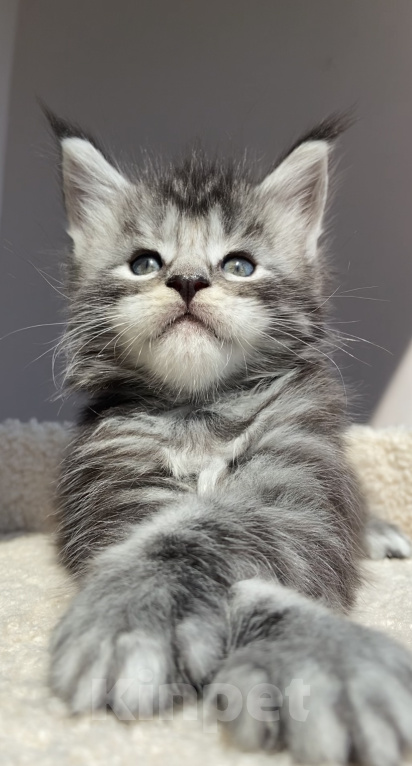 Кошки в Ставрополе: Котята Мейн- Кун Мальчик, Бесплатно - фото 1