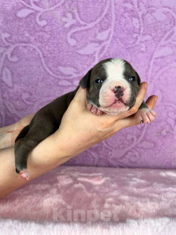 Собаки в Москве: Красивейшая девочка амстаффа Девочка, 120 000 руб. - фото 4