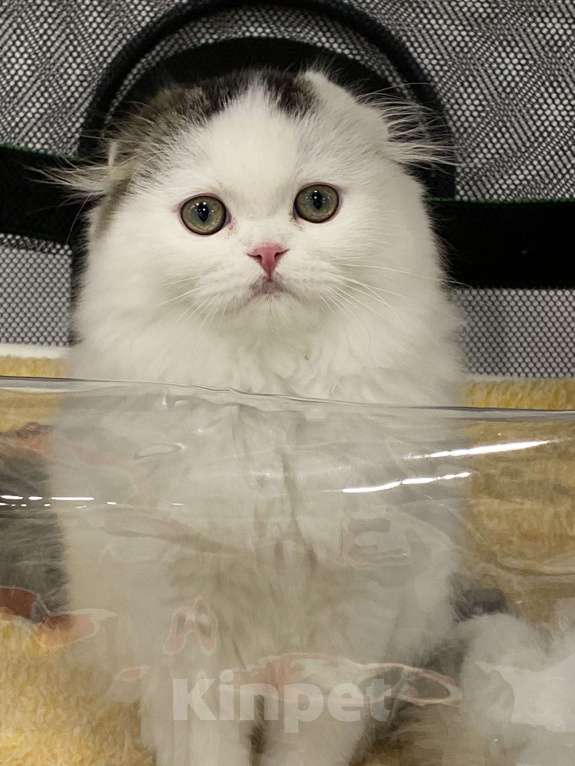 Кошки в Калуге: Елисей. Мальчик, 20 000 руб. - фото 2