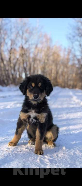 Собаки в Хабаровске: Щенок Монгольской овчарки (Банхар) Мальчик, 40 000 руб. - фото 1