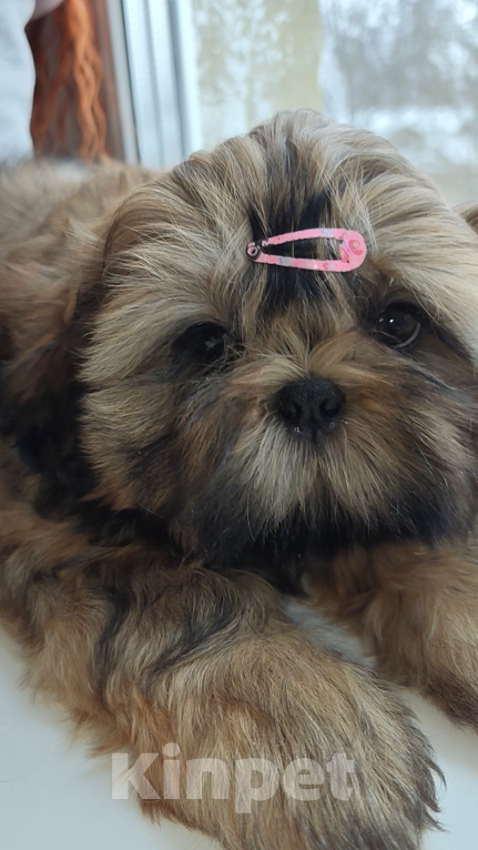 Собаки в Узловой: Великолепный щенок ши-тцу Мальчик, 25 000 руб. - фото 5
