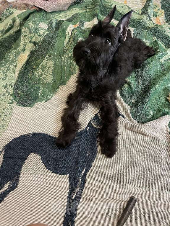 Собаки в Москве: Цвергшнауцер девочка Девочка, 80 000 руб. - фото 3