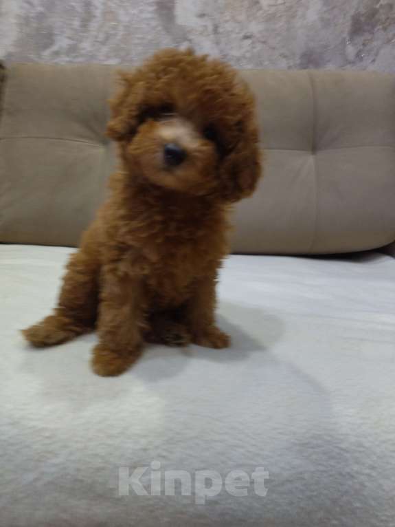 Собаки в Ковровом: Девочка той пудель Девочка, 80 000 руб. - фото 5