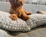 Собаки в Сергиеве Посаде: Щенки той пуделя Девочка, 90 000 руб. - фото 4
