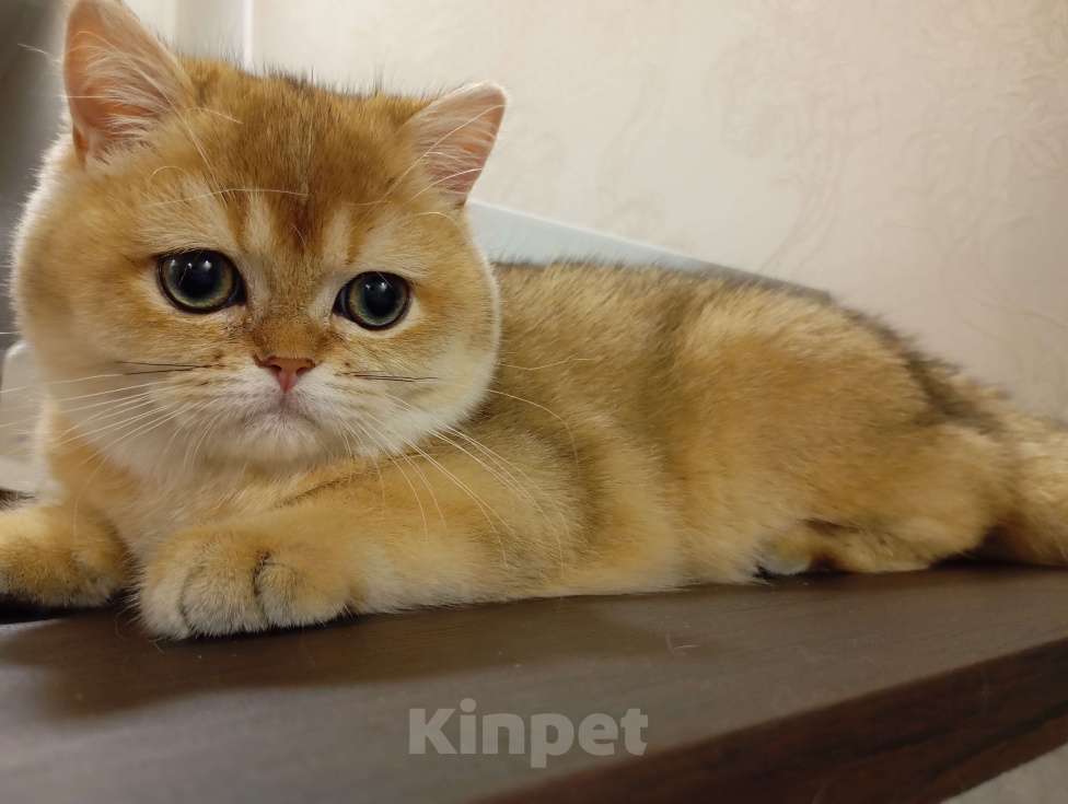 Кошки в Москве: Шотландский мальчик Мальчик, 120 000 руб. - фото 4