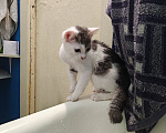 Кошки в Кемерово: Котята Разнополые, Бесплатно - фото 8