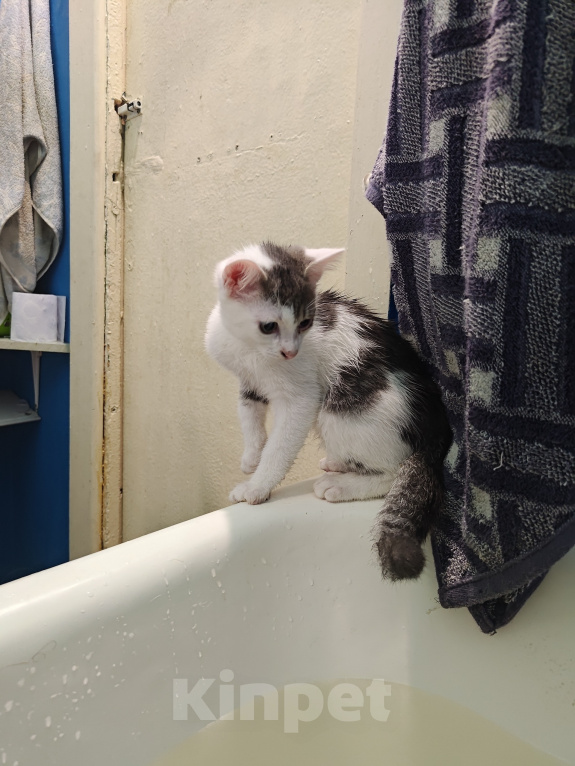 Кошки в Кемерово: Котята Разнополые, Бесплатно - фото 8