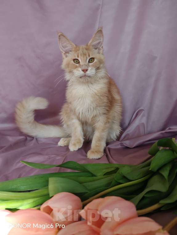 Кошки в Воронеже: Мальчик мейн куна Мальчик, 35 000 руб. - фото 2