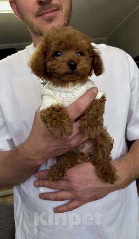 Собаки в Москве: Той пудель Тедди Мальчик, 190 000 руб. - фото 5