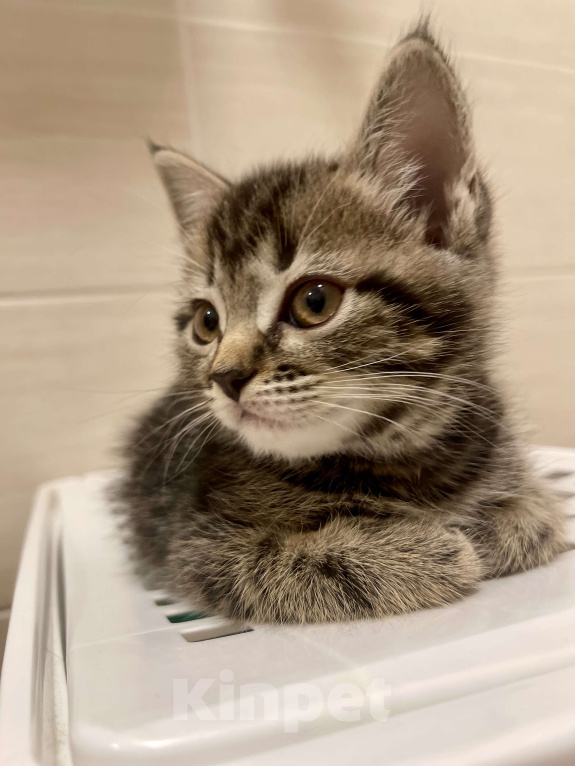 Кошки в других городах Московской области: Кошечка шотландская (помесь) Девочка, 2 000 руб. - фото 5