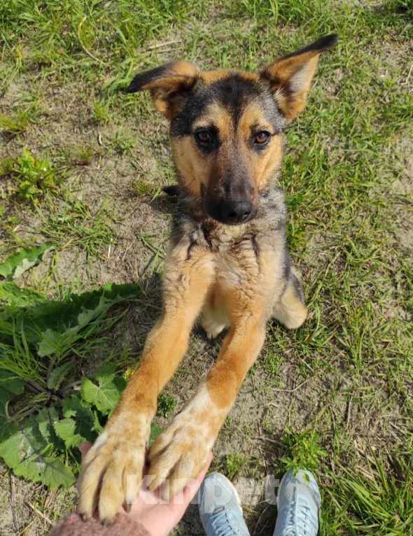 Собаки в Тамбове: Милана Девочка, Бесплатно - фото 4