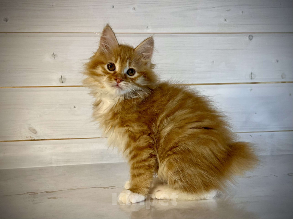 Кошки в других городах Московской области: Present of Rufus Vallis Мальчик, 50 000 руб. - фото 3