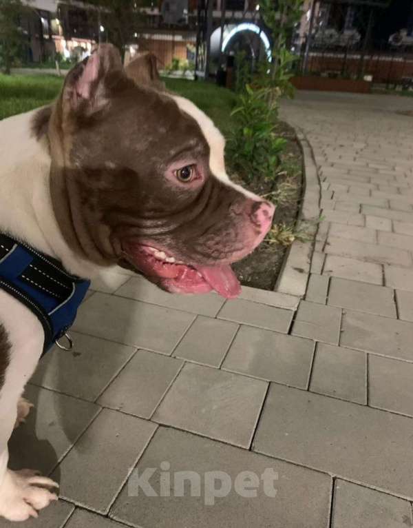 Собаки в Краснодаре: Американский булли мальчик Мальчик, Бесплатно - фото 2