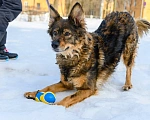 Собаки в Москве: Ява Девочка, Бесплатно - фото 3