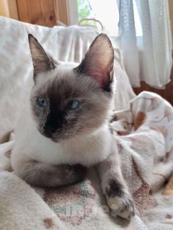 Кошки в Москве: Ласковый котёнок в добрые руки  Девочка, Бесплатно - фото 4