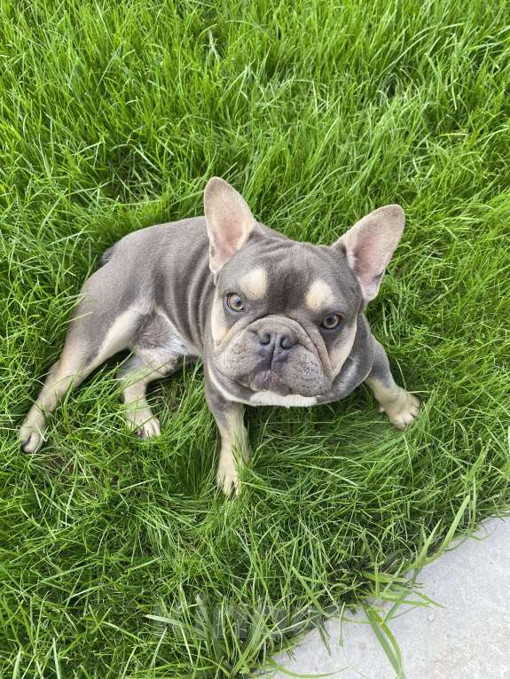 Собаки в Москве: Кобель французского бульдога в окрасе голубой тан Мальчик, 35 000 руб. - фото 3