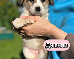 Собаки в Москве: Необыкновенной красоты щенки ищут свой дом Мальчик, 1 руб. - фото 2