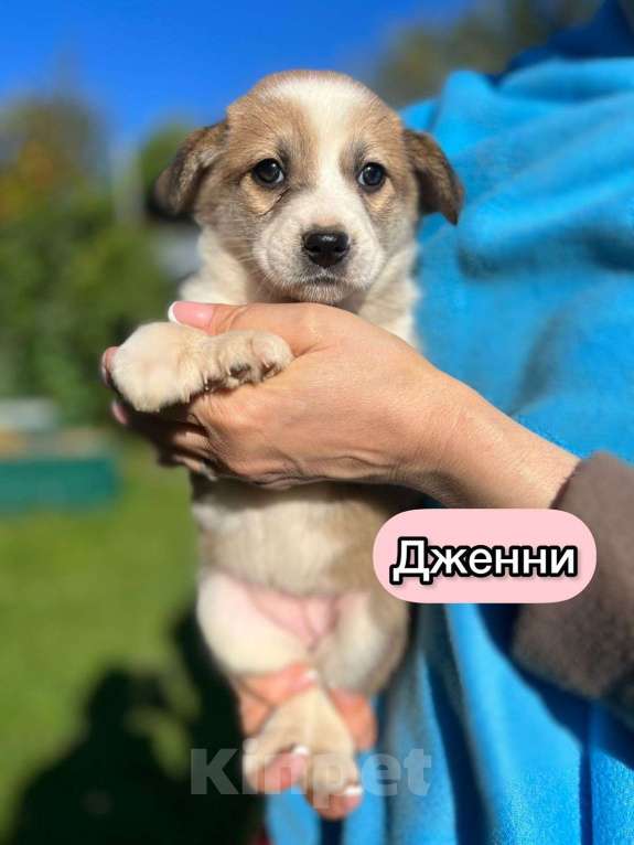 Собаки в Москве: Необыкновенной красоты щенки ищут свой дом Мальчик, 1 руб. - фото 2