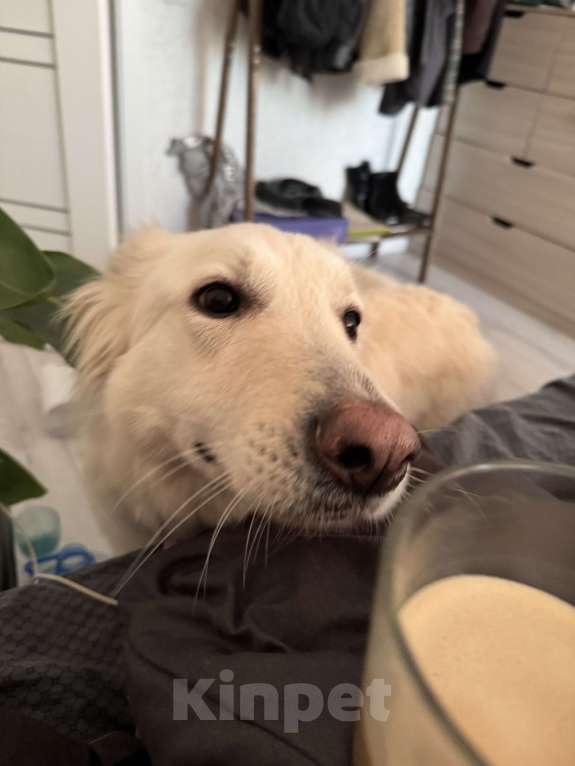 Собаки в Краснодаре: Отдам только в добрый руки собаку  Девочка, Бесплатно - фото 2