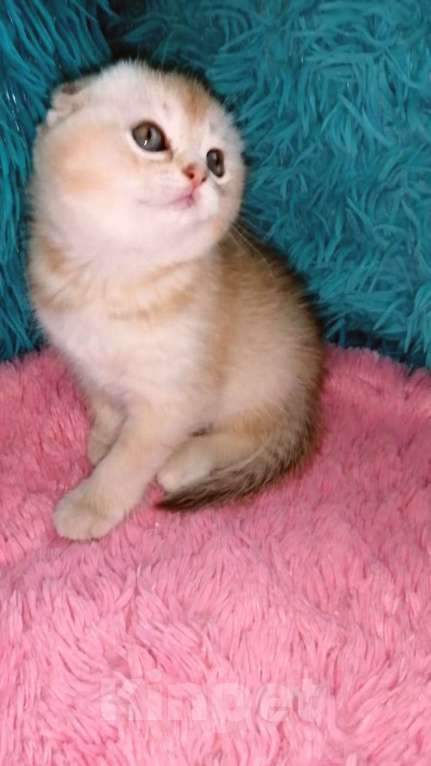 Кошки в Москве: Шотландские вислоухие котята  Девочка, 30 000 руб. - фото 6
