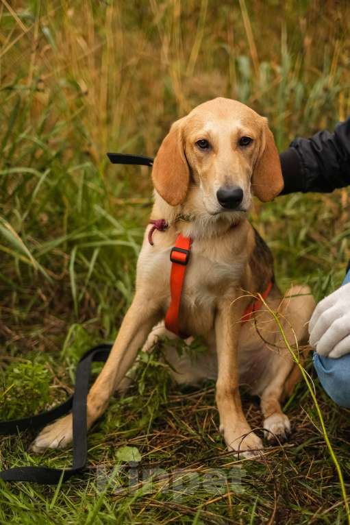 Собаки в Санкт-Петербурге: Русская гончая, щенок Рона из приюта Девочка, Бесплатно - фото 9