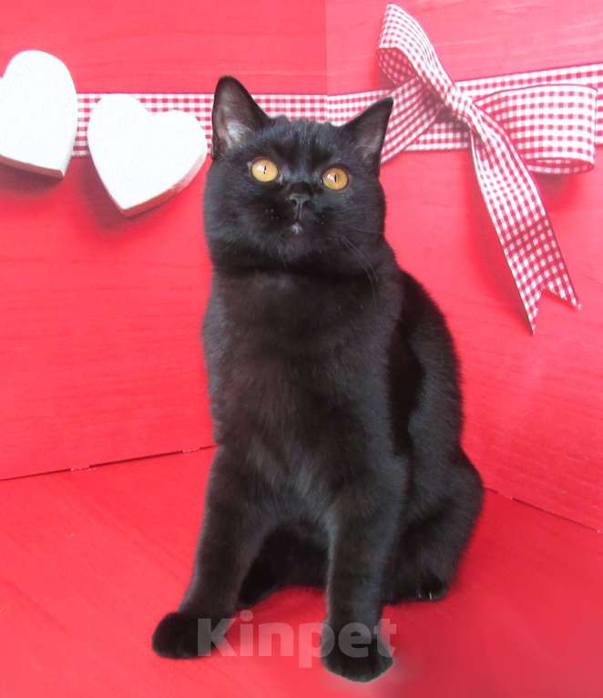 Кошки в Санкт-Петербурге: шотландский черный котик в разведение или в любимцы Мальчик, Бесплатно - фото 4