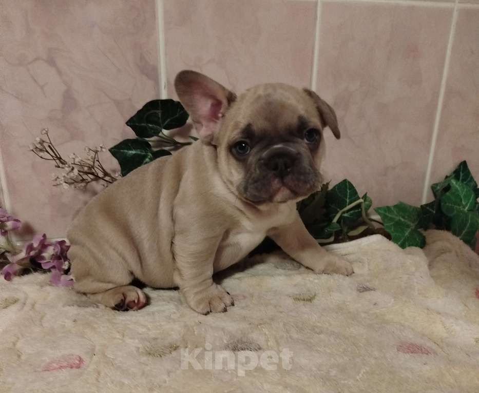 Собаки в Москве: Милые щенки французского бульдога. Мальчик, 65 000 руб. - фото 5