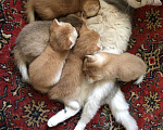 Кошки в Люберцах: Котята  британская шиншилла Девочка, 10 000 руб. - фото 4