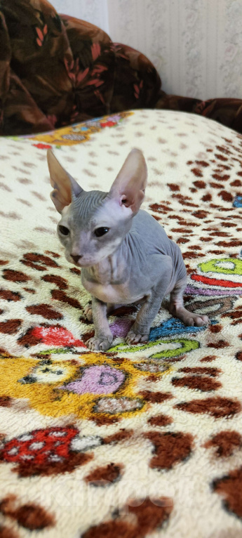 Кошки в Екатеринбурге: Котёнок донской сфинкс  Девочка, 16 000 руб. - фото 3