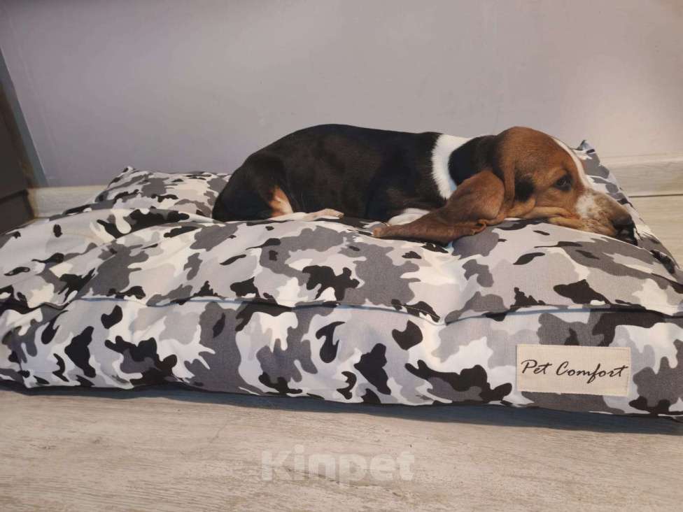 Собаки в Москве: Щенки бассет - хаунда Мальчик, 65 000 руб. - фото 8