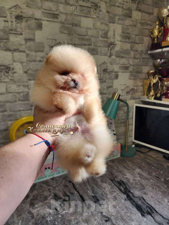 Собаки в Москве: Померанский шпиц  медежоночек РКФ Мальчик, Бесплатно - фото 2