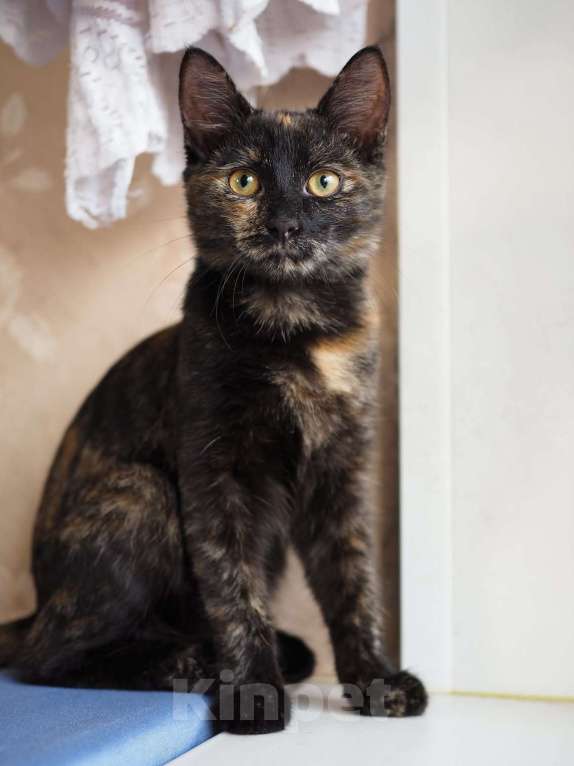 Кошки в Москве: Трехцветный котёнок Пеппи в добрые руки Девочка, 1 руб. - фото 2