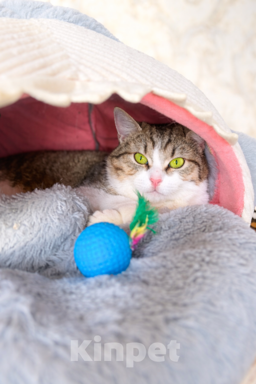 Кошки в Москве: Юкки нужна семья Девочка, Бесплатно - фото 3