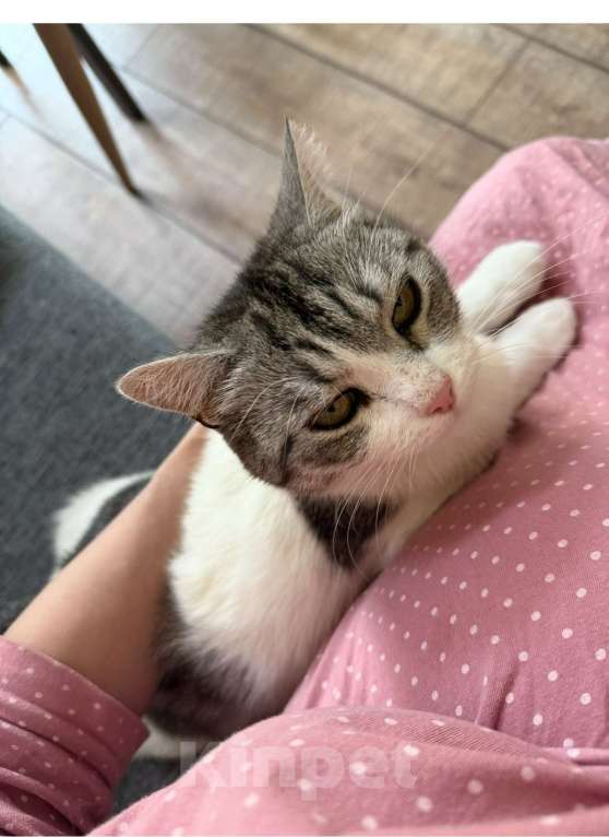 Кошки в Самаре: Пропал кот Мальчик, 10 000 руб. - фото 2