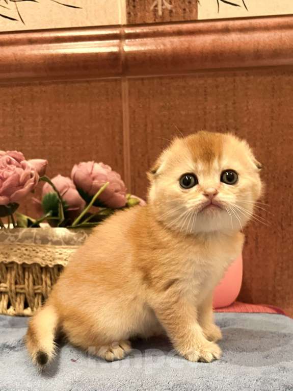 Кошки в Москве: Шотландские золотые котята Разнополые, 40 000 руб. - фото 3