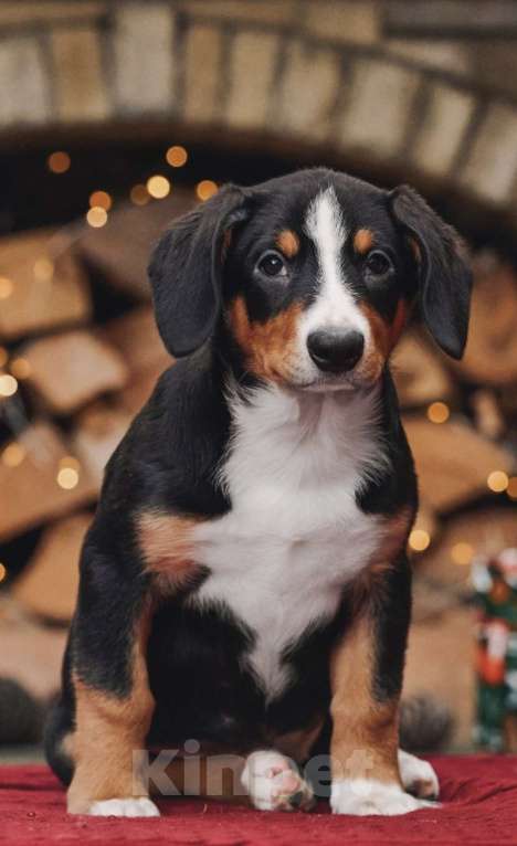 Собаки в Москве: Щенки энтлебухер зенненхунд  Девочка, Бесплатно - фото 1