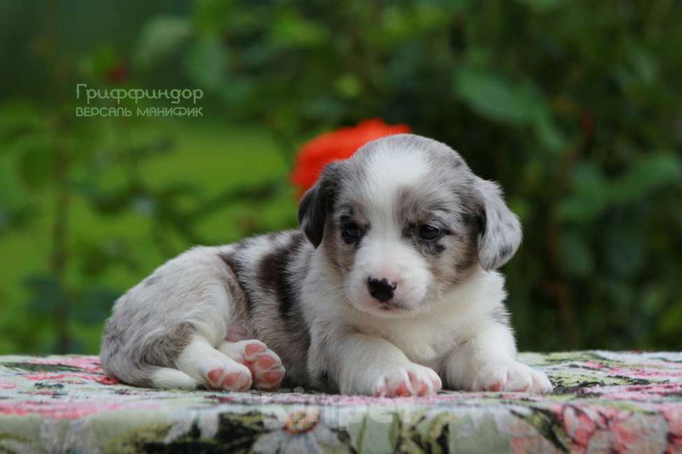 Собаки в Санкт-Петербурге: Версаль Манифик Гриффиндор Мальчик, 60 000 руб. - фото 4