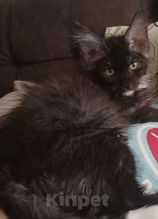 Кошки в Санкт-Петербурге: Девочка чёрный дым с белым Девочка, 30 000 руб. - фото 1