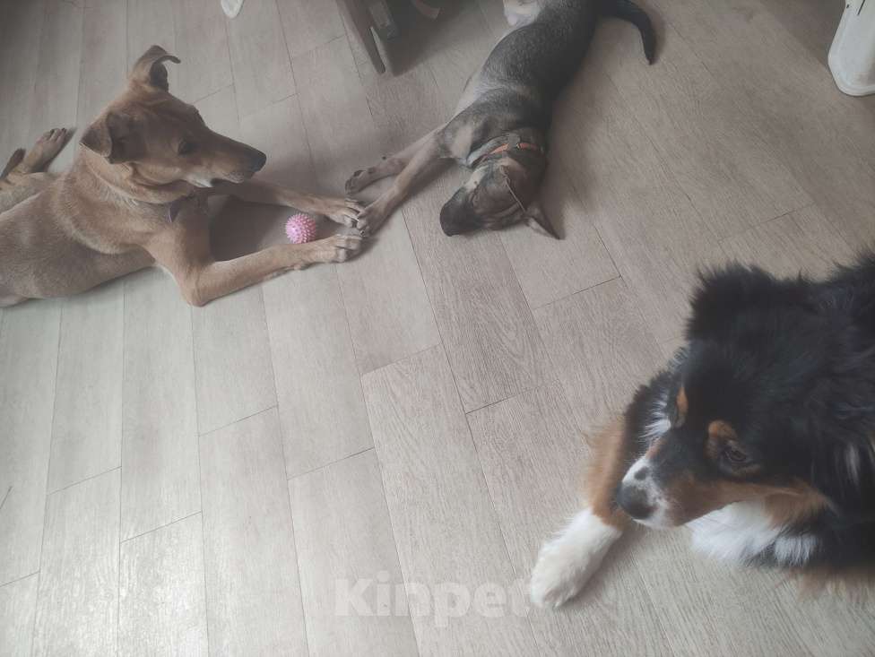 Собаки в Пушкино: Линк, 3 месяца. Метис шарпея Мальчик, 500 руб. - фото 8