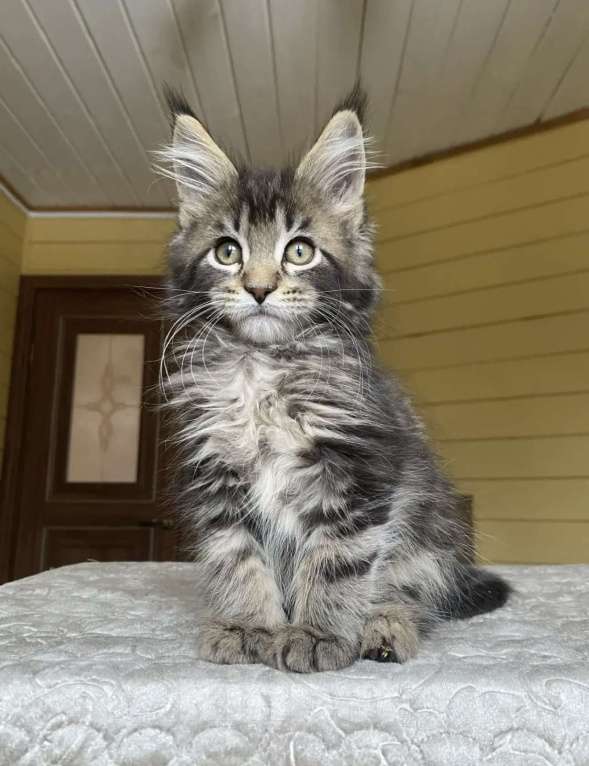 Кошки в других городах Московской области: Мейн-кун мальчишка❤️ Мальчик, 60 000 руб. - фото 6