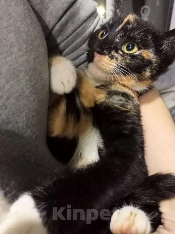 Кошки в Санкт-Петербурге: Трёхцветный котёнок в добрые руки Девочка, Бесплатно - фото 2