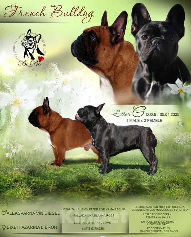 Собаки в Москве: Французский бульдог, девочка, РКФ Девочка, 70 000 руб. - фото 8