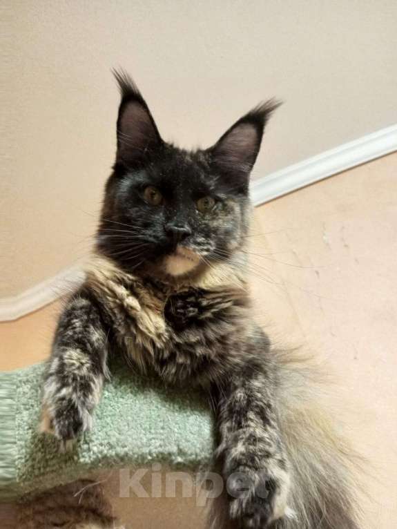Кошки в Москве: Девочка "егоза" - Ёлка Девочка, 30 000 руб. - фото 5
