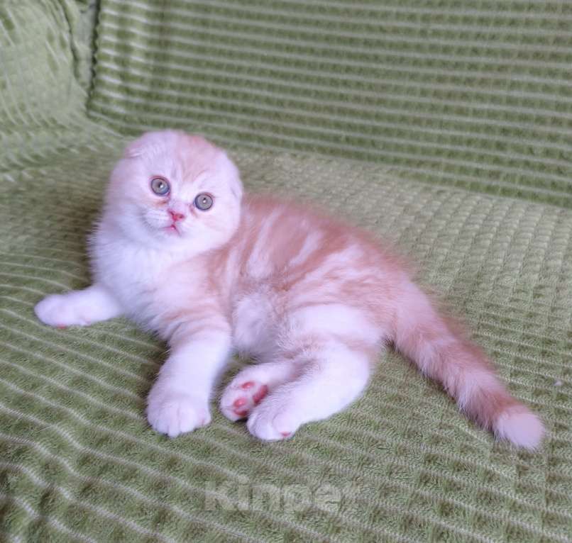 Кошки в Нижнем Новгороде: Шотландский малыш Мальчик, 30 000 руб. - фото 3