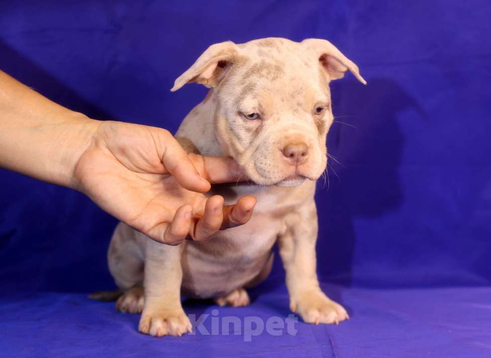 Собаки в Всеволожске: ММ ДРИАДА МЕРЛЕ Девочка, Бесплатно - фото 6