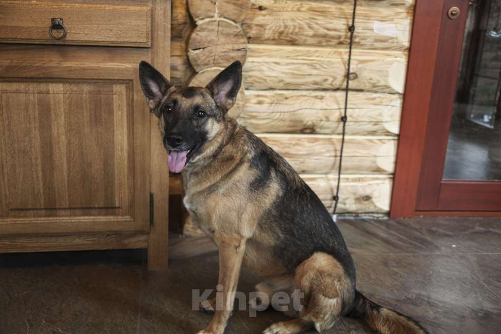 Собаки в Одинцово: Веник ищет дом Мальчик, Бесплатно - фото 1