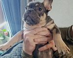 Собаки в Балашихе: Породистые щенки французских бульдогов Девочка, 100 000 руб. - фото 3