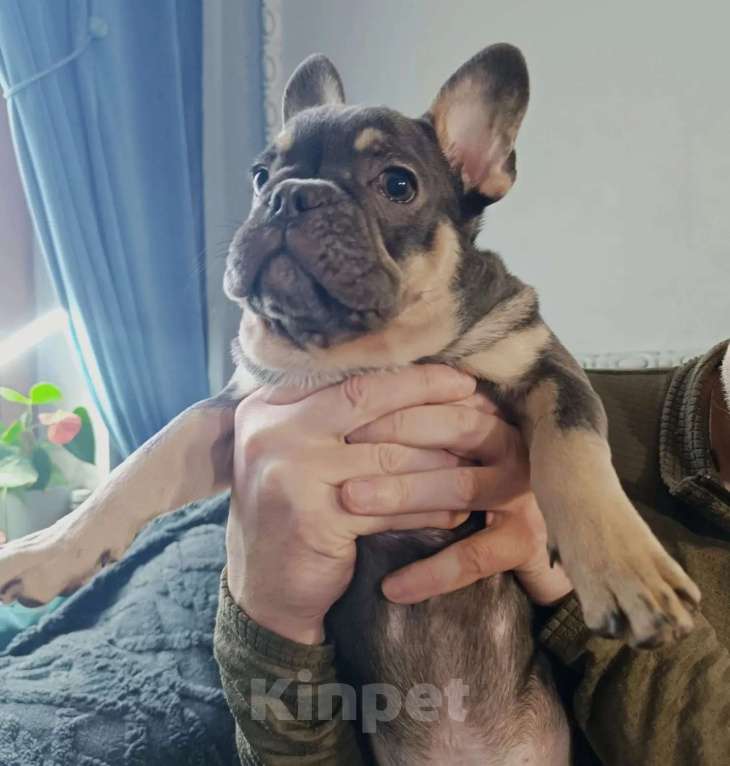 Собаки в Балашихе: Породистые щенки французских бульдогов Девочка, 100 000 руб. - фото 3
